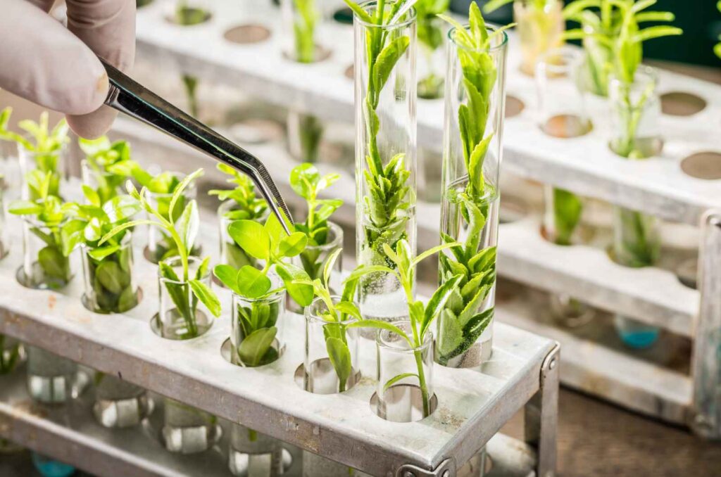 Company Specializing In Software Solutions For Plant Breeding & Variety Testing.