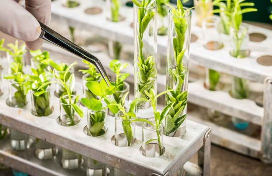 Company Specializing In Software Solutions For Plant Breeding & Variety Testing.2